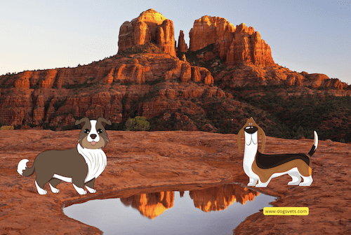 Dog-Friendly Vacation Destinations in Sedona, Arizona